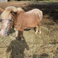 Cindy cherche une nounou à Massay
